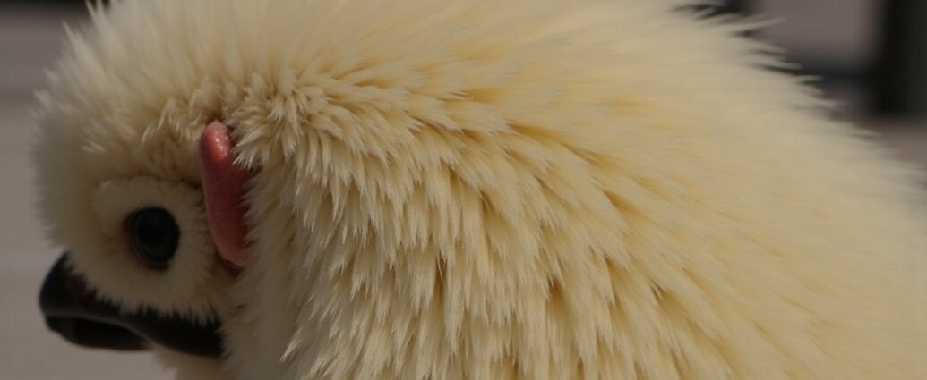 GranuPlume : Le secret pour un plumage éclatant et en pleine santé