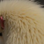 GranuPlume : Le secret pour un plumage éclatant et en pleine santé