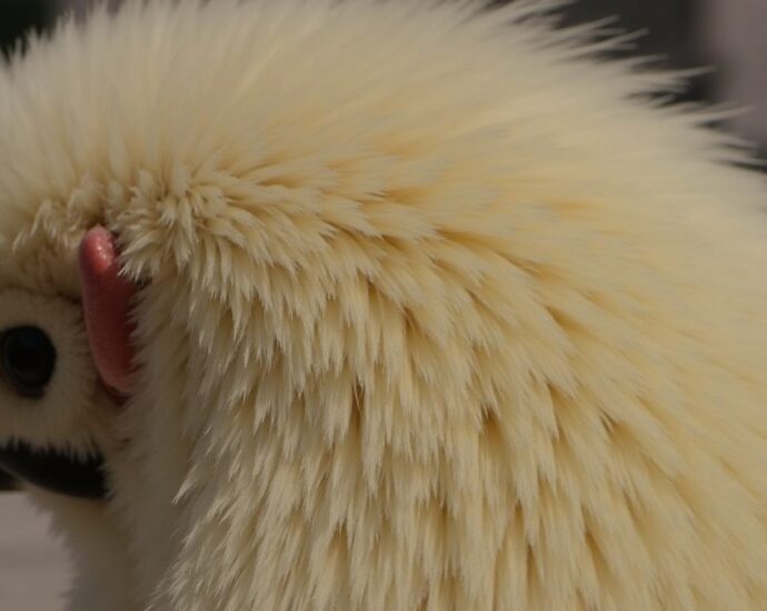 GranuPlume : Le secret pour un plumage éclatant et en pleine santé